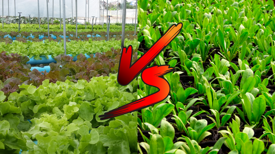 hydroponics vs traditional farming