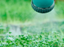 watering microgreen trays